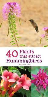 Check spelling or type a new query. 40 Plants That Attract Hummingbirds Plants Hummingbird Garden Hummingbird Plants