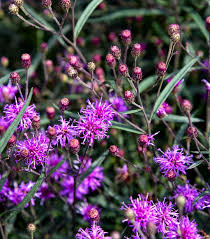 Image result for Vernonia