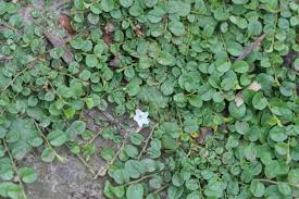 Image result for Evolvulus nummularius