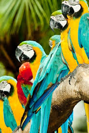 Birds Of A Feather Flock Together Meaning In Malayalam Some Tropical Friends Colorful Parrots Birds