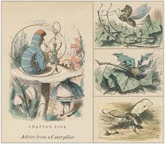 The Curious Connection Between Insects and Dreams