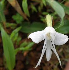 Image result for Habenaria afra