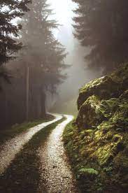 Forestiere Idees Inspiration Photographie Pour Votre 20 Idees De Photographie Forestiere Nature Photography Forest Photography Landscape Photography