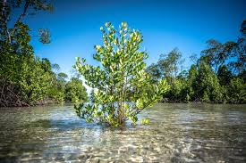 Image result for Ceriops