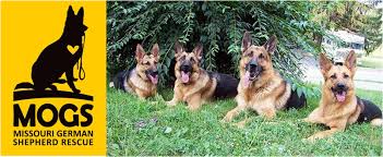 We have many dogs working in obedience, agility, sar (search and rescue) and as therapy dogs working in nursing homes and with disabled. Missouri German Shepherd Rescue Home Facebook