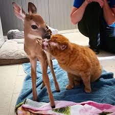 Cat Rescued From Fire Now Nurses Other Animals In Pet Hospital Cats Animals Animal Hospital
