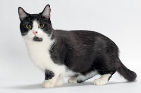 Memiliki dua jenis rambut yaitu rambut panjang dan rambut pendek. Harga Kucing Munchkin Dan Lokasi Beli Info Binatang