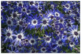 Image result for Cineraria