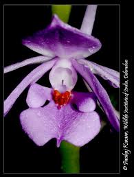 Image result for Calanthe sylvatica