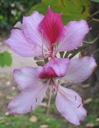 Image result for Bauhinia macrantha