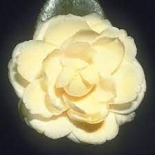 Camellia Japonica Lemon Glow Yellow Bloom In Spring Zone 7a Slow Growing Columnar Shape Camellia Japonica Camellia Flower