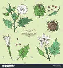Image result for Datura stramonium