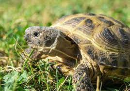 Russian Tortoise Care Sheet Diet Habitat Enclosure Everything Reptiles