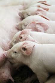 Pin De Liveyourdream Em ƥiղkfarʍ Porcos Mamiferos Animais