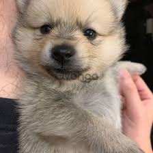 We did not find results for: Beautiful Siberian Husky Puppies For Adoption In Berlin Germany Price 500 Dogs Puppies On Gvanga Com Archived From 05 02 2020