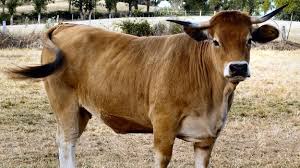 These for faster navigation, this iframe is preloading the wikiwand page for brahman cattle. Brahman Beef2live Eat Beef Live Better