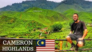 Check spelling or type a new query. Cameron Highlands Malaysia Hiking To The Bharat Tea Plantations Youtube