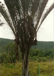 Image result for Raphia farinifera