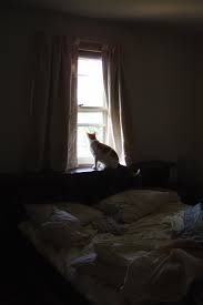 Check spelling or type a new query. Cat In Bedroom Window Picture Free Photograph Photos Public Domain