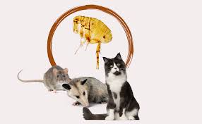 Image result for Typhus