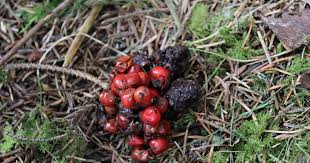 Image result for marten poop