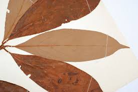 Image result for Actinodaphne