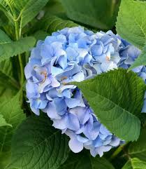 We did not find results for: 25 Acid Loving Plants For Your Garden Insteading