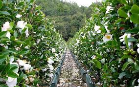 Pin On Gardening