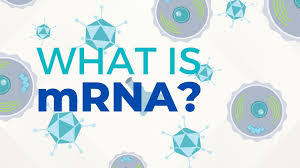 It took researchers just a few days in january 2020 to come up with the mrna sequence used in moderna's. Understanding Mrna Covid 19 Vaccines Kgw Com