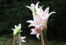ホンアマリリスの花が咲いています 新宿御苑 一般財団法人国民公園協会
