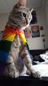 Pin De Ece Dorsay Em Cats Gatinhos Fofos Coisas De Gato Gatinhos