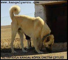en iyi satilik kangal kopek kangal kopegi akbas