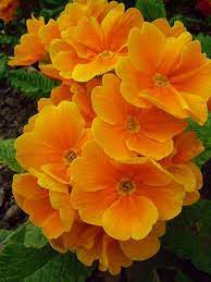 Pin On Favorite Flowers