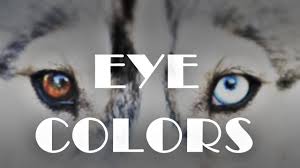 Eye Colors Siberian Husky