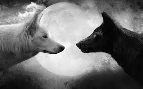 Zwart Wit Foto Van Twee Wolven Bij Volle Maan Hd Wolf Achtergrond Achtergrond Bij Foto Hd Maan Twee Wolf Black And White Wolf Background Two Wolves