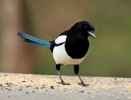 Magpies are also found widely in the northern areas of pakistan, especially baltistan. Magpie Identification What Does A Magpie Look Like