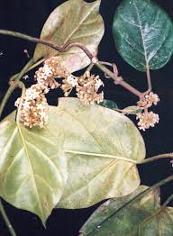 Image result for Marsdenia exellii