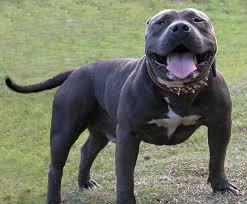 Pin On We Love Our Pitbull