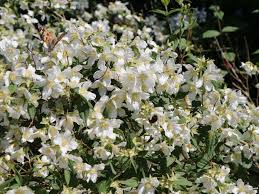 Tipps & anregungen frei haus: Pfeifenstrauch Falscher Jasmin Duftjasmin Erectus Philadelphus Erectus Baumschule Horstmann