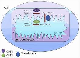 Carnitine Palmitoyltransferase Ii Deficiency Medlineplus Genetics