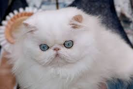 Black And White Persian Cat With Blue Eyes Raising Stars Show Braggs Teacup Kitten Persian Cat Persian Kittens