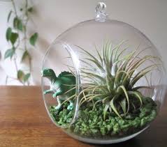Christmas Terrarium Ornaments Reminds Me Of The Plastic Fruit Ornaments Made From Old Christmas Cards My Mom Made T Terrariums Kits Terrarium Dinosaur Garden