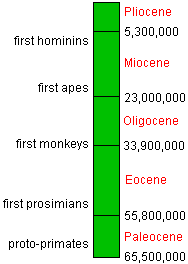 Early Primate Evolution The First Primates