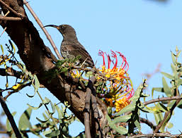 Image result for Plicosepalus sagittifolius