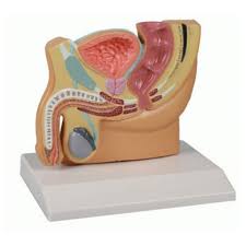 242) is distinguished from that of the male (fig. Miniature Pelvic Cross Section Male With Prostate