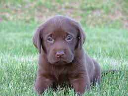 Dream Puppy