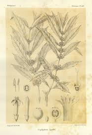 Image result for Pauridiantha