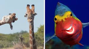 Check spelling or type a new query. Comedy Wildlife Photography Awards 2020 Finalists Revealed Bbc News