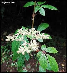 Image result for Cyphostemma masukuense