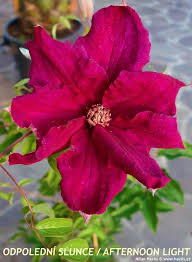Best grown and shown in full sun except in warmest climates. Clematis Ernest Markham Havlis Cz
